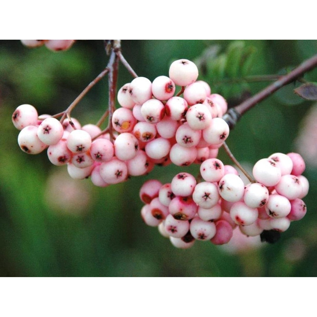 Rönn – Sorbus 'Pink Veil' - 150 CM Stem C12